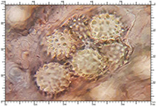 Choiromyces meandriformis